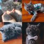 Photo of SugarKatz Cattery