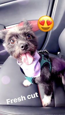 glitz n glam pet spa