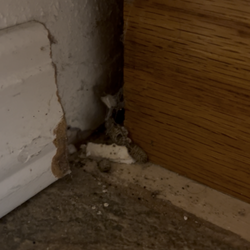 Vacasa Vacation Rentals - Hole in wall with Mouse Poop and Dead Bugs