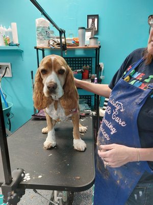 animal grooming - I have been grooming in Albuquerque for 22 years and love taking care of dogs and cats!