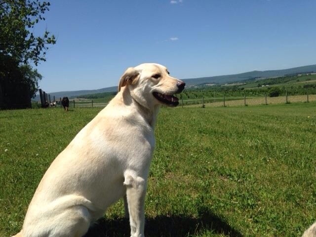 Priority Dog - pet boarding facility in New Tripoli, PA