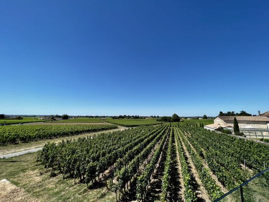 Bordeaux Wine Trails - Wine tours by null
