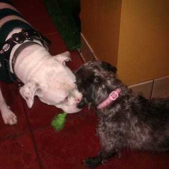 PJ's Pet Cafe - Cosmo and Rose hanging out at PJs. - Pet Stores Near Me - Long Beach, California PJ's Pet Cafe - Cosmo and Rose hanging out at PJs. - Pet Stores Near Me - Long Beach, California