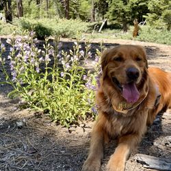 Pine Knot Trail - Stop and smell the flowers...