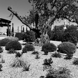 Hill Country Wine Tours by Pronto Andiamo