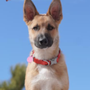 Photo of Flash Dog Training