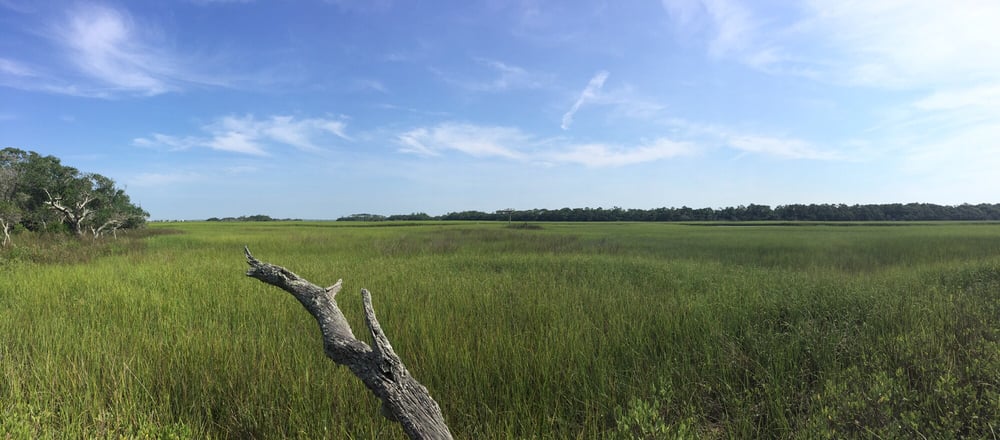 Bald Head Island Conservancy