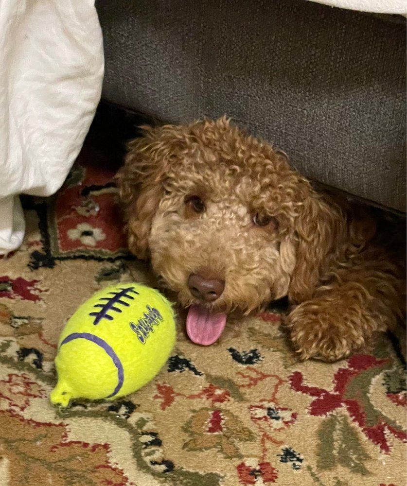 LUCAS PET SUPPLY Updated October 2024 10 Reviews 30 Joys Ln