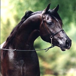 la Chevalerie, club hippique - Le pur-sang arabe