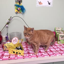 Cats & Critters Veterinary Hospital - Hey, it's good to see you again!