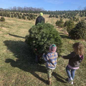 Davidson Tree Farm - Children are pulling a Christmas tree on a cart at a tree farm, with an adult in the background and rows of trees in the distance. - Nurseries & Gardening Near Me - Upperco, Maryland