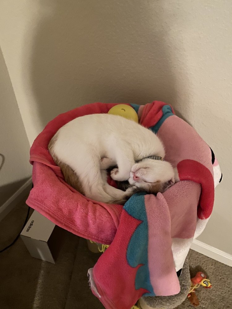 BERRY ANIMAL CLINIC Updated August 2024 1651 S Bethel Rd, Decatur