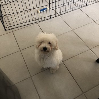 The dogSpaw - Before getting groomed. - Pet Groomers Near Me - Arlington, Texas The dogSpaw - Before getting groomed. - Pet Groomers Near Me - Arlington, Texas