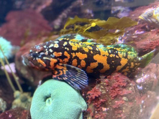 Oregon Coast Aquarium by null