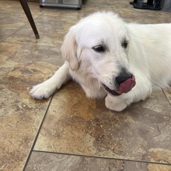 Pampered Paws Cage Free Pet Grooming - Freshly groomed puppy - Pet Groomers Near Me - Tempe, Arizona Pampered Paws Cage Free Pet Grooming - Freshly groomed puppy - Pet Groomers Near Me - Tempe, Arizona