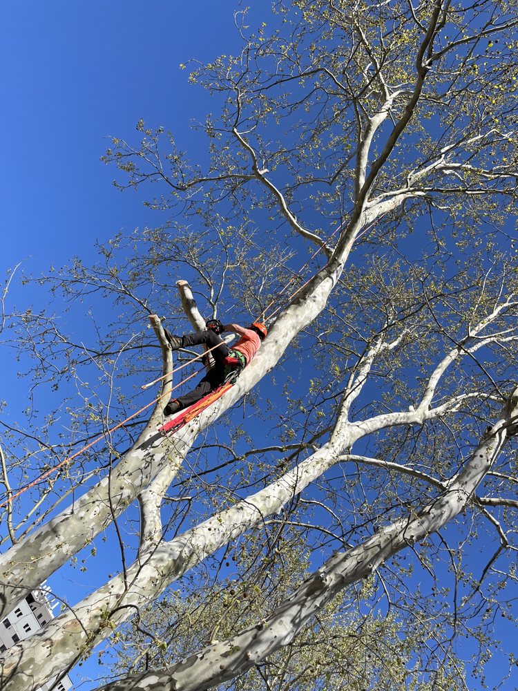 918 Arborist - tree service in Tulsa, OK