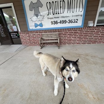 Spoiled Mutts - Haircut - Pet Groomers Near Me - Humble, Texas