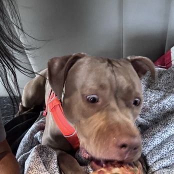Ben's Brick Oven Pizza - That look say it all.. - Pizza Near Me - Hudson, Colorado Ben's Brick Oven Pizza - That look say it all.. - Pizza Near Me - Hudson, Colorado