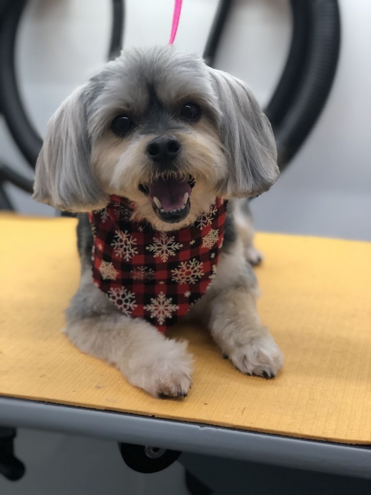 DAFFY DOODLE MOBILE GROOMING 201 Photos 5611 SW 40th Ave, Fort Lauderdale, Florida Pet