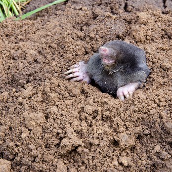 Nature's Select® Lawn Care - Pest Control Near Me - Greensboro, North Carolina Nature's Select® Lawn Care - Pest Control Near Me - Greensboro, North Carolina