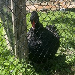 Henson Robinson Zoo - Black Swan