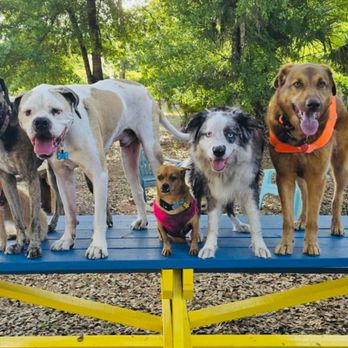 Drive In Dog Park - Invite your friends! - Dog Parks Near Me - Pierson, Florida Drive In Dog Park - Invite your friends! - Dog Parks Near Me - Pierson, Florida