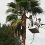 On Budget Tree Service