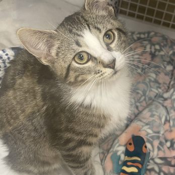 Petco - Minerva - Pet Training Near Me - Wantagh, New York