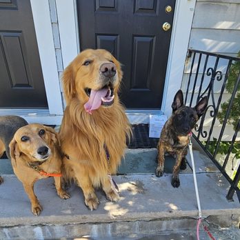MDW pet services - Dog Walkers Near Me MDW pet services - Dog Walkers Near Me