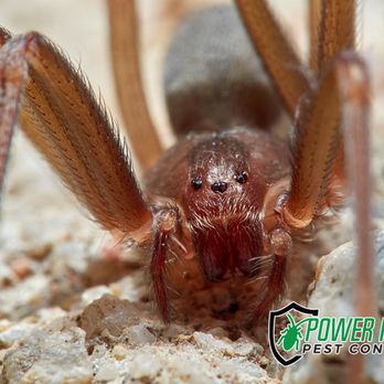 Power Pros Pest Control - Pest Control Near Me - Canyon Lake, California Power Pros Pest Control - Pest Control Near Me - Canyon Lake, California