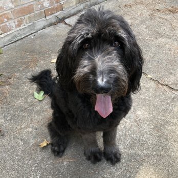 Kennedy’s Pet Services - Pet Groomers Near Me - Houston, Texas Kennedy’s Pet Services - Pet Groomers Near Me - Houston, Texas