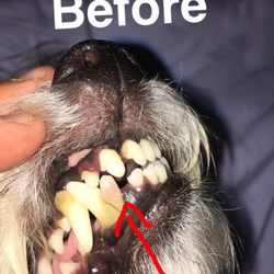 cozycroft pet hospital