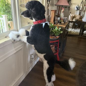 American Pet Resort & Spa - Pet Groomers Near Me - Glendora, California