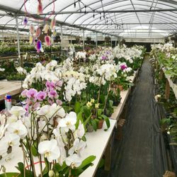 Rainbeau Orchids