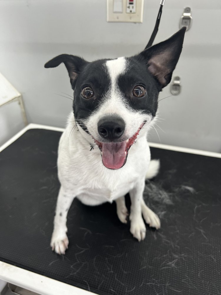 GENTLE PAWS PET GROOMING Updated October 2024 Davie, Florida Pet