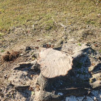 S&S Stump Grinding - a tree stump being used to cut down a tree - Lawn Services Near Me S&S Stump Grinding - a tree stump being used to cut down a tree - Lawn Services Near Me