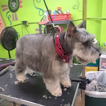 A Petz World - Man! I am handsome! - Pet Groomers Near Me - Randleman, North Carolina A Petz World - Man! I am handsome! - Pet Groomers Near Me - Randleman, North Carolina