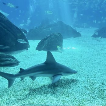 Oceanário de Lisboa - Shark and other fishes - Aquariums Near Me - Lisbon, 11 Oceanário de Lisboa - Shark and other fishes - Aquariums Near Me - Lisbon, 11