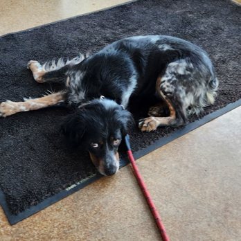 Unhinged Brewing - Our dog loved Unhinged too! - Coffee & Tea Near Me - Albuquerque, New Mexico