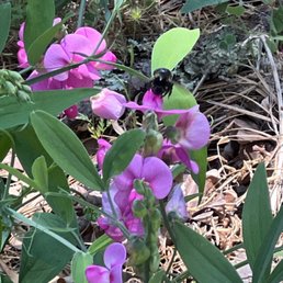 Sweet peas and a bee