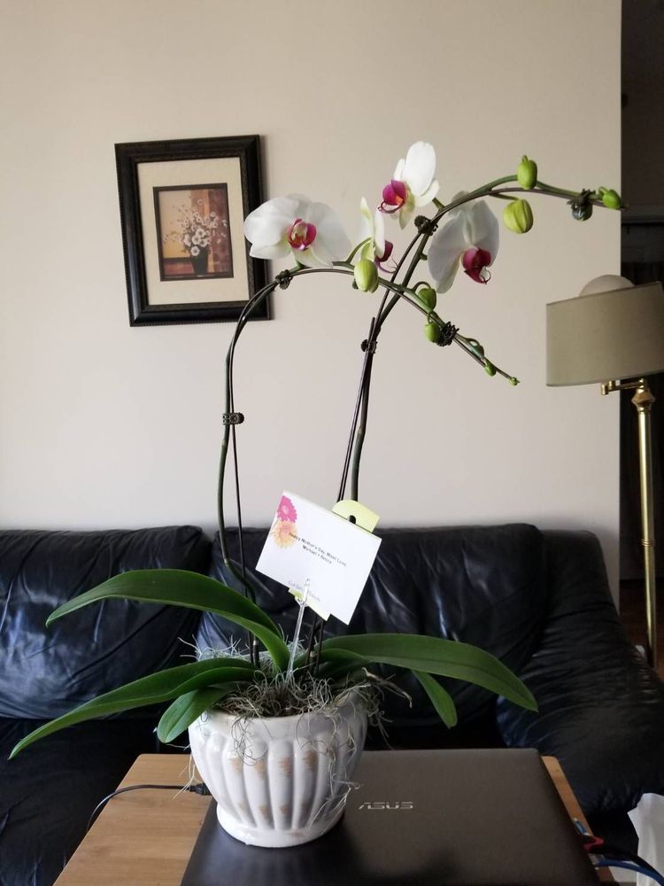 GARLAND FLOWERS Updated October 2024 18 Photos & 27 Reviews 137 S