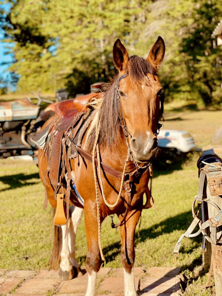 HELMS HILL FARMS Updated August 2024 12 Photos 366 Swofford Rd
