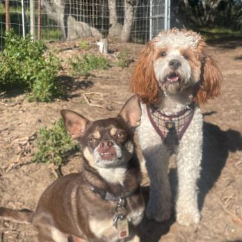 Love Dogs Camp - Pugsley (on the left) and his friend, Duke - Pet Sitting Near Me - Arroyo Grande, California Love Dogs Camp - Pugsley (on the left) and his friend, Duke - Pet Sitting Near Me - Arroyo Grande, California