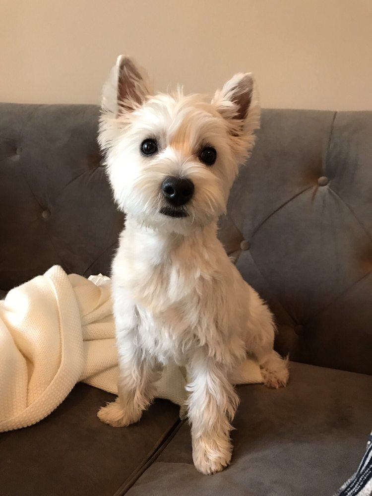 PETROPOLITAN DOG GROOMING Updated August 2024 32 Photos & 44 Reviews 8123 Herndon Rd