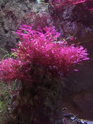 Sea Life Scheveningen by null