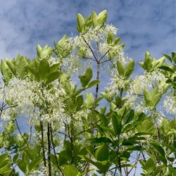 New England Nurseries - Sweetbay Magnolia Blossoming Tree