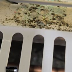 ShopRite of Eddystone - Mold, debris, rust, soiled food results & spider webs