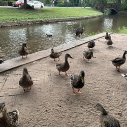 Brookside Park - Ducks
