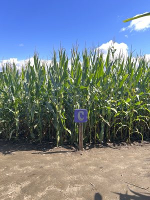 Great Vermont Corn Maze by null