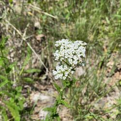 Endeavor Bridgeport Adventure Park - Lots of beautiful native plants to ID - common yarrow